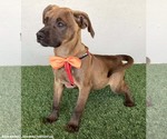 Small #2 Boxador