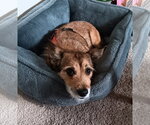 Small #5 Cairn Terrier Mix