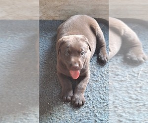 Labrador Retriever Puppy for sale in LYNDON STA, WI, USA