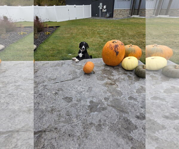 Medium Photo #2 Border-Aussie Puppy For Sale in MIDWAY, UT, USA