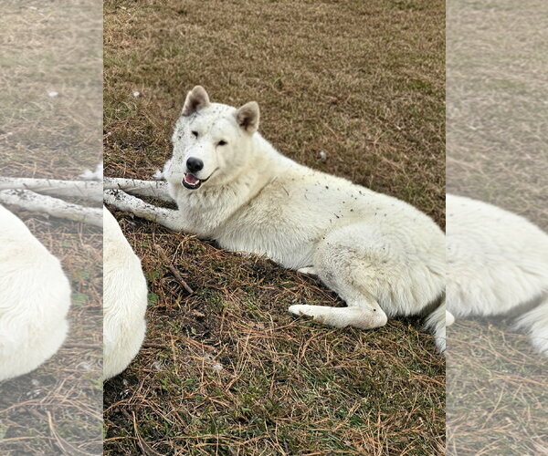 Medium Photo #4 Siberian Husky-Unknown Mix Puppy For Sale in Severn, MD, USA