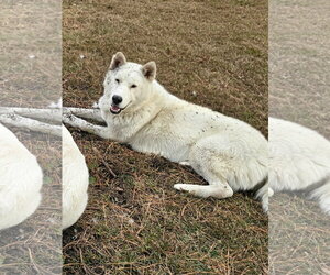 Marlow - Male Siberian Husky-Unknown Mix Dog for Adoption - Photo #4