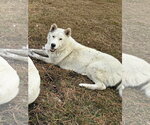 Small #3 Siberian Husky Mix