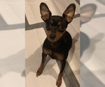 Small Photo #27 Miniature Pinscher Puppy For Sale in BULGER, PA, USA
