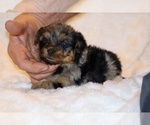 Small Photo #4 Poodle (Toy)-YorkiePoo Mix Puppy For Sale in DYERSBURG, TN, USA