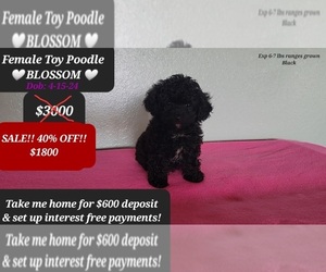 Poodle (Toy) Puppy for sale in TUCSON, AZ, USA