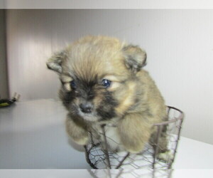 Pomeranian Puppy for sale in HUDSON, MI, USA