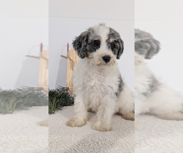Medium Photo #54 Schnoodle (Miniature) Puppy For Sale in GOSHEN, IN, USA