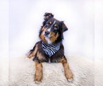 Small Photo #4 Australian Shepherd Puppy For Sale in Hot Springs Village, AR, USA