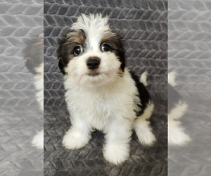 Havanese Puppy for sale in STATEN ISLAND, NY, USA
