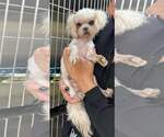 Small #3 Maltese