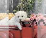 Small #3 Maltese