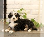 Small #4 Bernedoodle (Miniature)