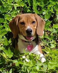 Beagle Puppy for sale in MEDFORD, OR, USA