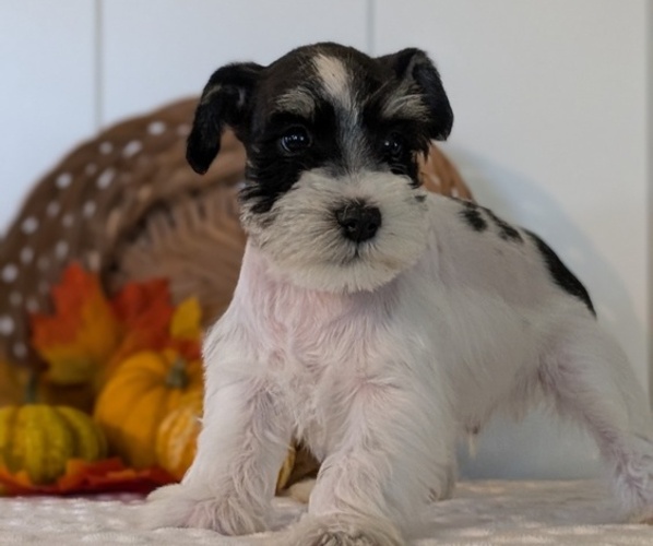 Medium Photo #4 Schnauzer (Miniature) Puppy For Sale in GOSHEN, IN, USA