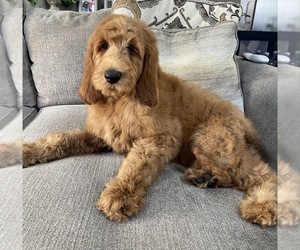 Goldendoodle-Poodle (Standard) Mix Puppy for sale in RICHMOND, IL, USA
