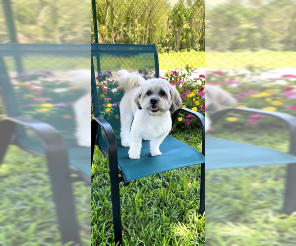 Medium Photo #7 Shih Tzu-Unknown Mix Puppy For Sale in Weston, FL, USA