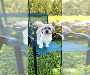 Tino - Male Shih Tzu-Unknown Mix Dog for Adoption - Photo #7