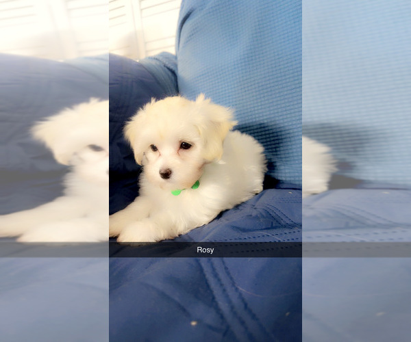 Medium Photo #2 Maltipoo (Miniature) Puppy For Sale in HIGH POINT, NC, USA