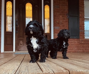 Bernedoodle Puppy for sale in ALTO, GA, USA