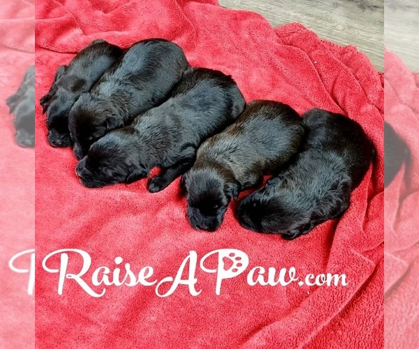 Medium Photo #2 Whoodle Puppy For Sale in OVERGAARD, AZ, USA
