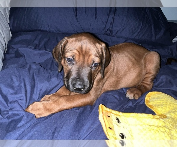 Medium Photo #19 Rhodesian Ridgeback Puppy For Sale in MURFREESBORO, TN, USA