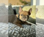 Small #2 French Bulldog