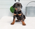 Small Photo #39 Doberman Pinscher Puppy For Sale in GOSHEN, IN, USA