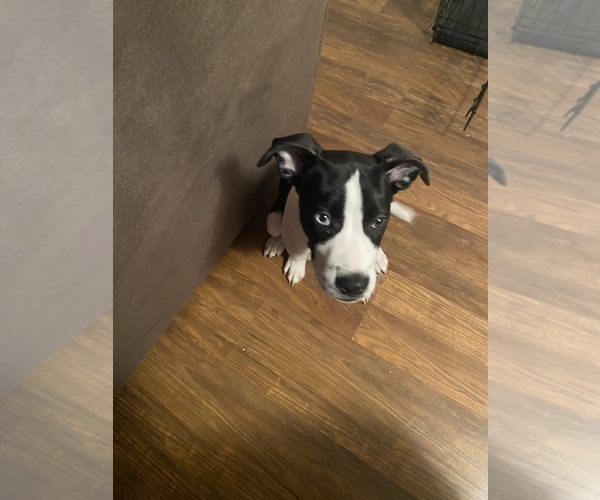 View Ad Mutt Puppy for Sale near North Carolina, LEXINGTON, USA. ADN