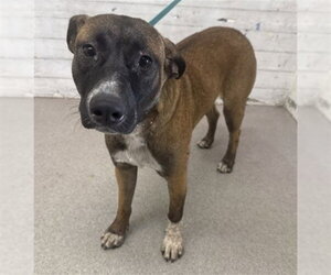 Mutt Dogs for adoption in San Bernardino, CA, USA