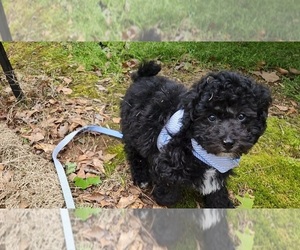 Poodle (Miniature) Puppy for sale in WATKINSVILLE, GA, USA