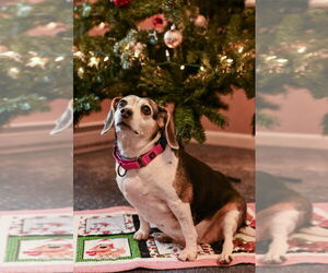 Beagle Dogs for adoption in Gloversville, NY, USA