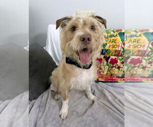 Mutt Dogs for adoption in Rockaway, NJ, USA