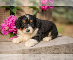 Puppy Peggy Bernedoodle (Miniature)