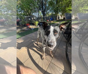 Mutt Dogs for adoption in Garden City, NY, USA