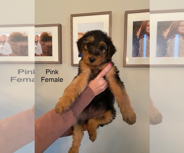 Medium Photo #12 Airedale Terrier Puppy For Sale in LENEXA, KS, USA
