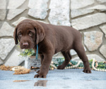 Small #2 Labrador Retriever