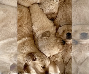 Golden Retriever Puppy for sale in OXFORD, MI, USA