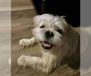 Shih Apso Dogs for adoption in Princeton, MN, USA