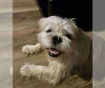 Small Shih Apso