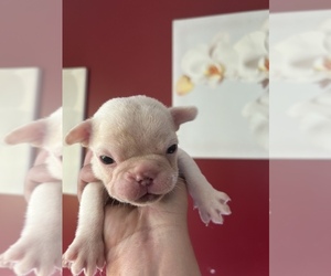 French Bulldog Puppy for sale in MERIDEN, MN, USA
