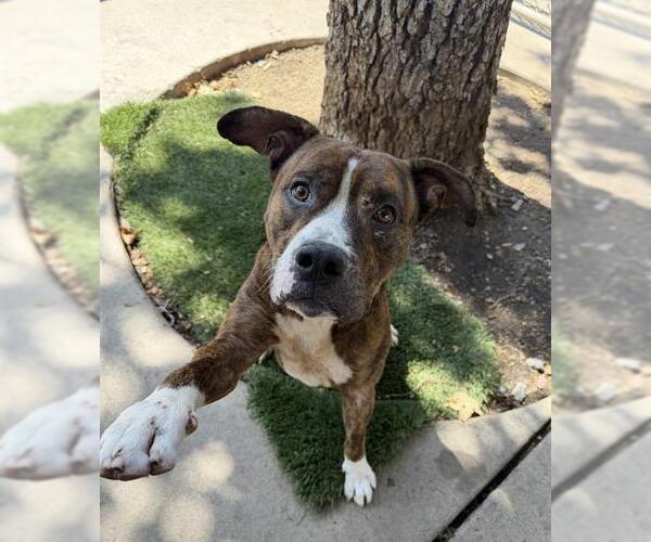 Medium Photo #1 Mutt Puppy For Sale in Chula Vista, CA, USA
