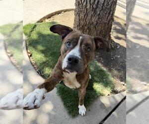 Mutt Dogs for adoption in Chula Vista, CA, USA