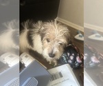 Small Poodle (Miniature)-YorkiePoo Mix
