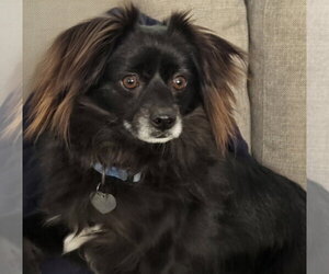 Pomeranian-Unknown Mix Dogs for adoption in Los Angeles, CA, USA