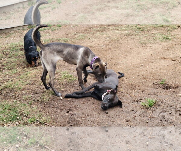 Medium Photo #8 Boxador Puppy For Sale in San Diego, CA, USA