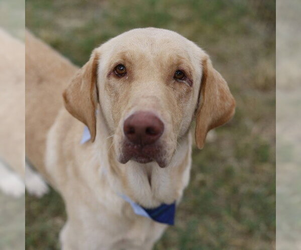 Medium Photo #1 Labrador Retriever-Unknown Mix Puppy For Sale in San Antonio, TX, USA