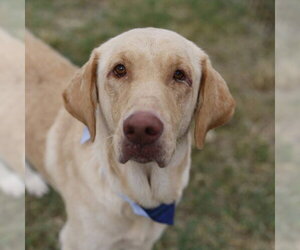 Labrador Retriever-Unknown Mix Dogs for adoption in San Antonio, TX, USA