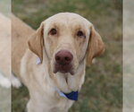 Small Labrador Retriever Mix