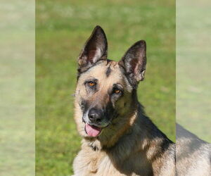 German Shepherd Dog-Unknown Mix Dogs for adoption in  Gainesville, FL, USA